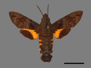 Macroglossum pyrrhosticta[黃斑長喙天蛾][00016520]