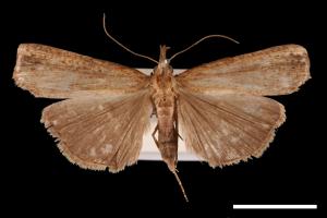 Hypena longipennis[00009652]