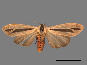 Creatonotos gangis[黑條灰燈蛾][00022738]