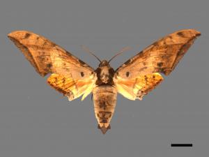 Ambulyx sericeipennis[臺灣鷹翅天蛾][00017427]