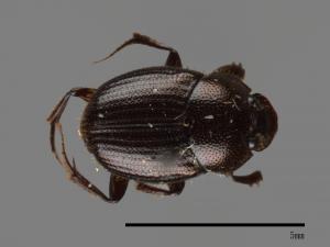 Onthophagus hsui[00040423]