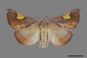 Orybina flaviplaga[00099862]