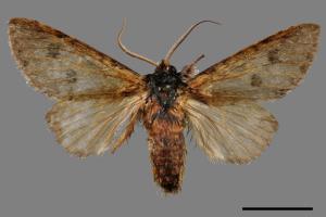 Pantherinus bipunctatus bipunctatus[雙點新林舟蛾][00055533]