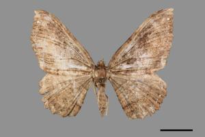 Telenomeuta punctimarginaria[緣點褐波尺蛾][00058855]