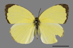 Eurema blanda arsakia[臺灣黃蝶][00093735]