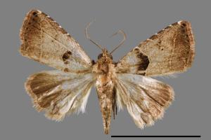 Rivula cognata[00008471]