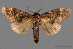 Semidonta kosemponica[00030295]