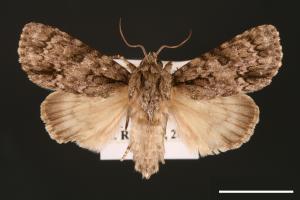 Acronicta pulverosa taitungensis[00000470]