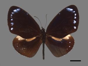 Euploea tulliolus koxinga[小紫斑蝶][00088074]