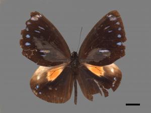 Euploea eunice hobsoni[圓翅紫斑蝶][00024781]