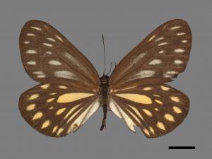 Aporia agathon moltrechti[高山粉蝶][00013937]