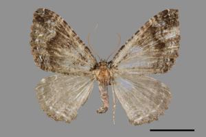 Lampropteryx chalybearia[印度波尺蛾][00070919]