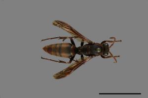 Polistes eboshinus[姬長腳蜂][00072601]