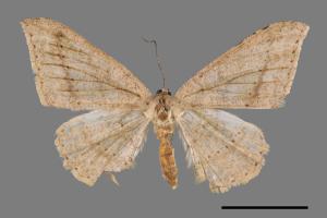 Luxiaria mitorrhaphes[雙斑鈎尺蛾][00029098]