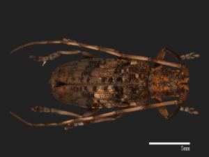 Monochamus alternatus[松斑天牛][00086205]