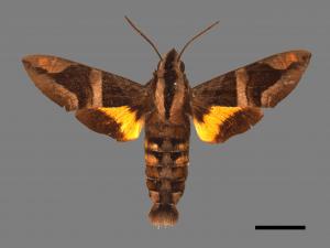 Macroglossum mitchellii imperator[背帶長喙天蛾][00024875]