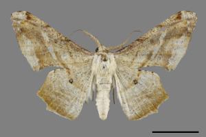 Gonodontis pallida[空點雙尾尺蛾][00100768]