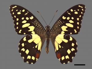 Papilio demoleus[無尾鳳蝶][00013659]