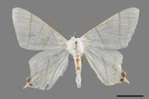 Orthocabera sericea[褐黃斜帶尺蛾][00069961]