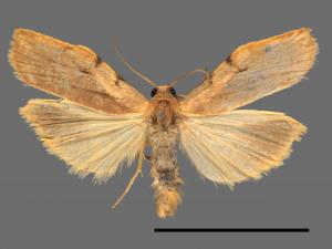 Teulisna tumida[膨圖苔蛾][00039575]