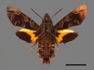 Macroglossum insipida insipida[微齒長喙天蛾][00016621]