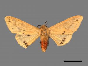 Spilarctia tienmushana werneri[連星污燈蛾][00037522]