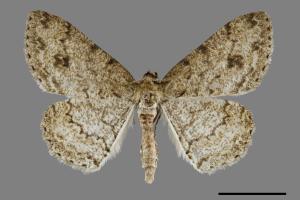 <已分類>Genus：Ectropis[00091557]