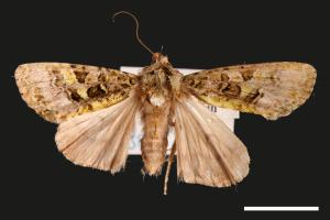 Euplexidia angusta[00059080]