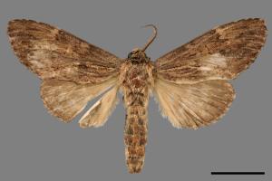 Allodontoides tenebrosus[00029901]