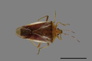 <已分類>Family：Pentatomidae[椿象科][00040802]