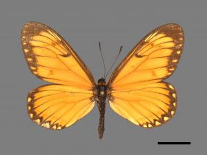 Acraea issoria formosana[細蝶][00014624]