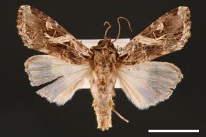 Spodoptera litura[斜紋夜蛾][00002798]