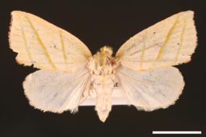 Hylophilodes esakii[00004467]