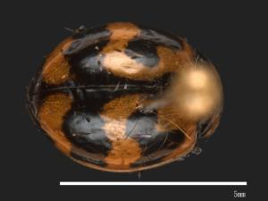 Coccinella transversalis[狹臀瓢蟲][00090080]