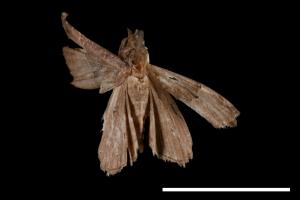 Hypena indicatalis[00009773]