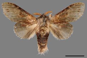 Stauropus sikkimensis lushanus[錫金蟻舟蛾][00015601]