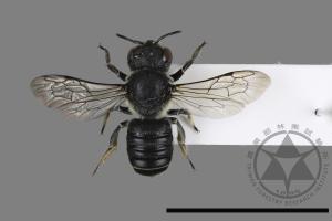 Megachile spissula[細切葉蜂][00196978]