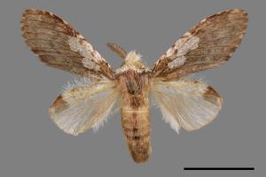 Syntypistis comatus[白斑跨舟蛾][00070467]