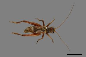 Cardiodactylus novaeguineae[黃斑鐘蟋][00087935]