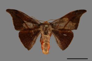 Oreta insignis[交讓木鉤蛾][00094900]