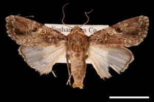 Spodoptera mauritia acronyctoides[灰翅夜蛾][00002736]