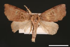 Carea trimacula[00004541]