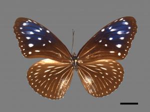 Euploea mulciber barsine[端紫斑蝶][00090416]