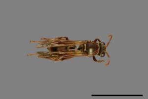 Polistes shirakii[shirakii][00072760]