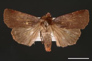 Diarsia subtincta[灰褐歹夜蛾][00000785]
