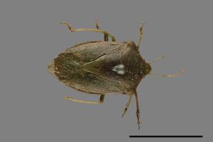 Nezara viridula[稻綠蝽][00075371]