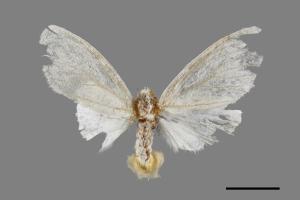 <已分類>Genus：Euproctis[00052686]