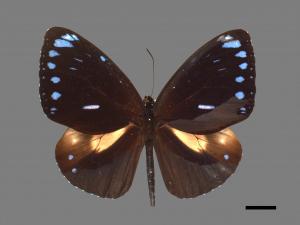 Euploea eunice hobsoni[圓翅紫斑蝶][00013377]