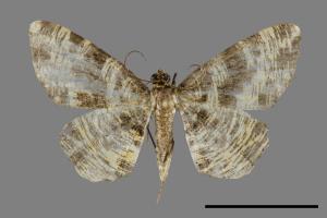 Monocerotesa virgata[刮紋尺蛾][00091805]