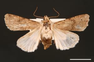 Agrotis segetum[蕪菁夜蛾][00000689]